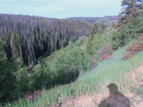 That area is only one lightning strike away from becoming a major forest fire.